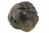 Bumpy Enrolled Austerops (Phacops) Trilobite #86442-1